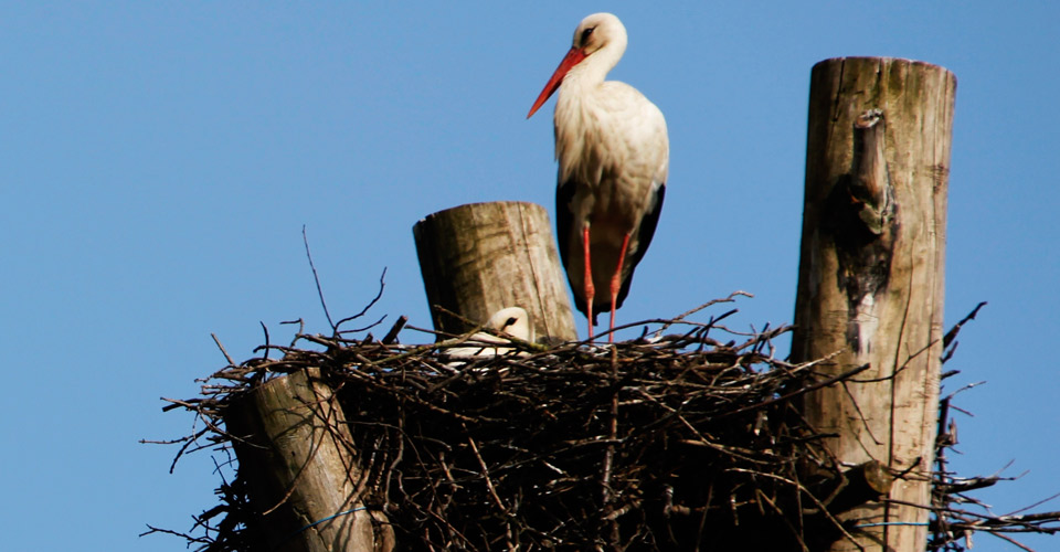 Natur und Umwelt in der Storchenstadt Marchegg