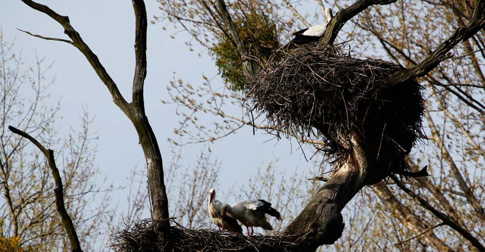 Erleben Sie Natur rund um Marchegg