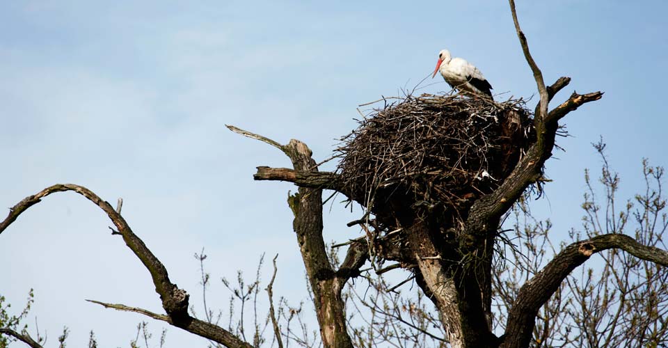Erleben Sie Natur rund um Marchegg